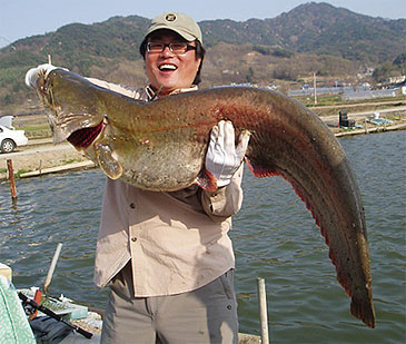 1903_Amur Catfish_Silurus asotus.jpg